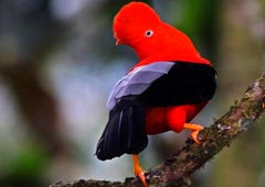 bird of Manu amazon