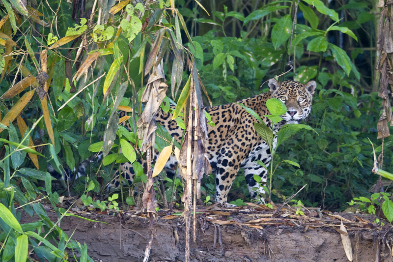 5 animals in Tambopata